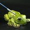 Amazing and Bizarre Frogs of the World - For Ages 6+ - Create and Customize Models and Dioramas - Study the Most Extreme Animals